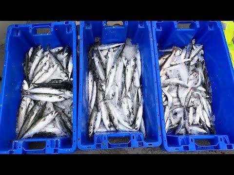 FH20 Forager – 2024 E2 – Winter Mackerel fishing with gurdy stripper. Commercial fishing

Rewritten:
FH20 Forager – 2024 E2 – Winter Mackerel fishing using gurdy stripper for commercial purposes.