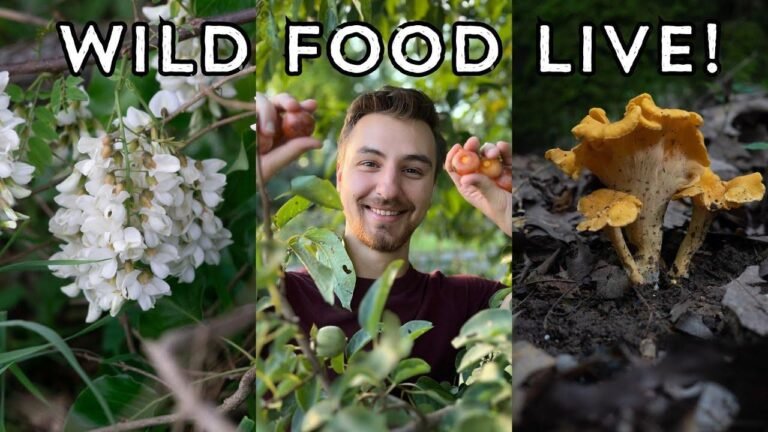 Let’s have a chat about foraging for wild food!