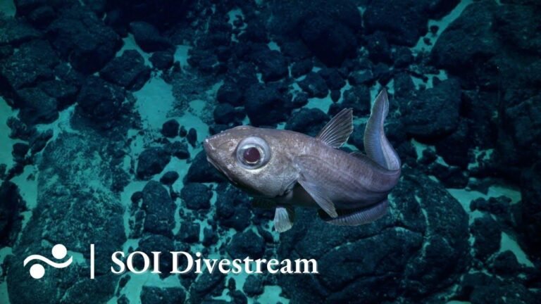 Der unbenannte und unerforschte Seamount SyGR2 in SOI Divestream 656 muss weiter erforscht werden. Lassen Sie uns die Geheimnisse dieses unerforschten Gebiets lüften.